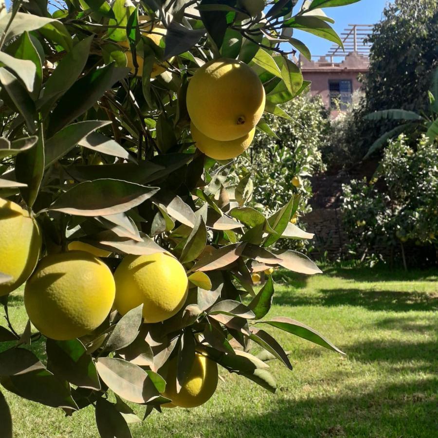ホテル Ourika Timalizene Le Jardin Des Delices Tamezindert エクステリア 写真